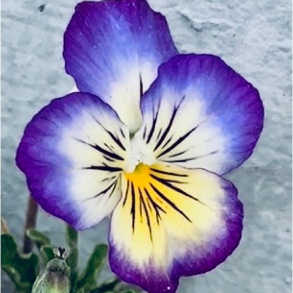 ❤️ LIVE SHOWS like to be notified - Picture 12 of 15